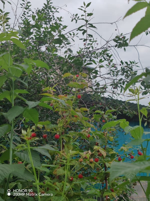 Village stroll through gardens, wild plants, and quiet streets