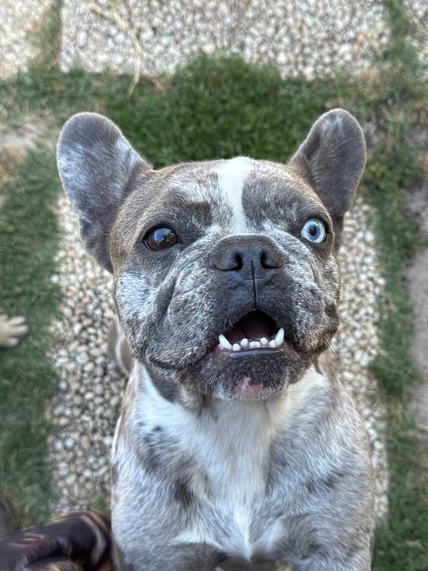 French Bulldog crew lounges in an Italian backyard