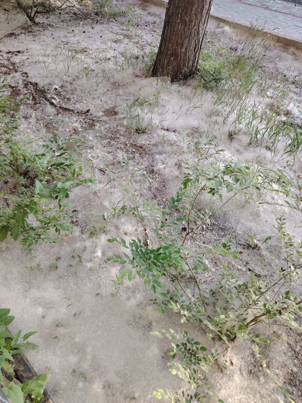 Spring vegetation and urban scenes documented in Pavlodar, Kazakhstan