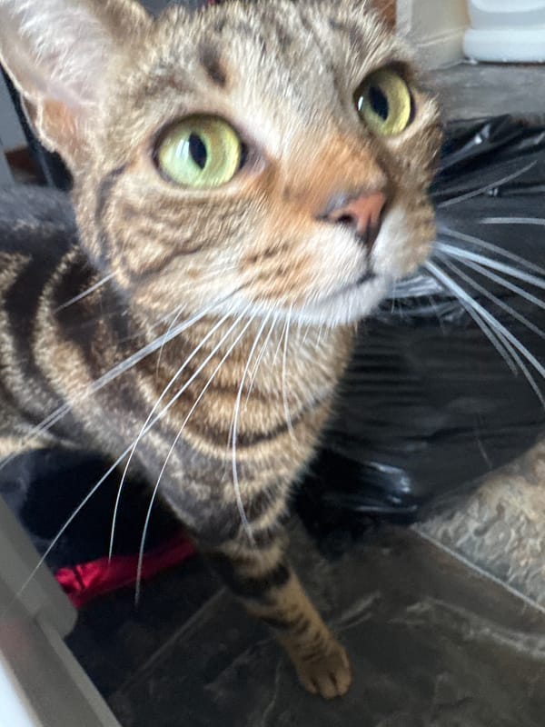 Domestic cats photographed in various poses in Desborough home