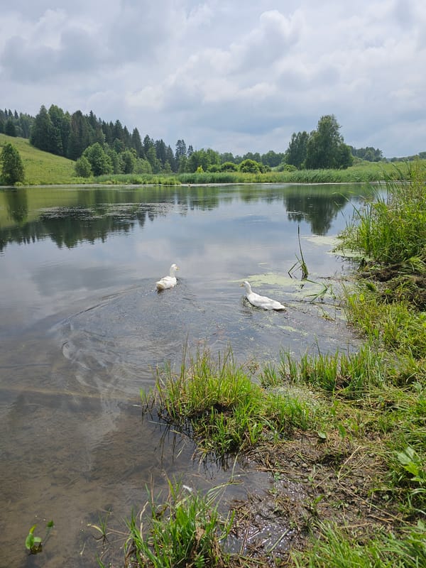 Fishing and foraging along a Kalinovka stream in summer