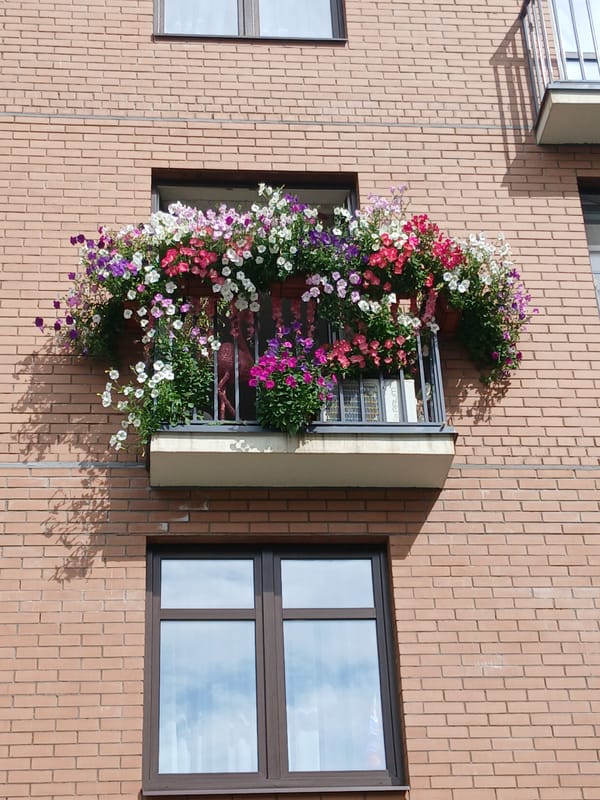 Flowers and monuments along a Yaroslavl street in summer