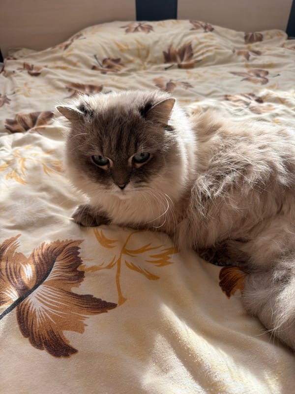 Quiet Sunday afternoon documented in Burgas home