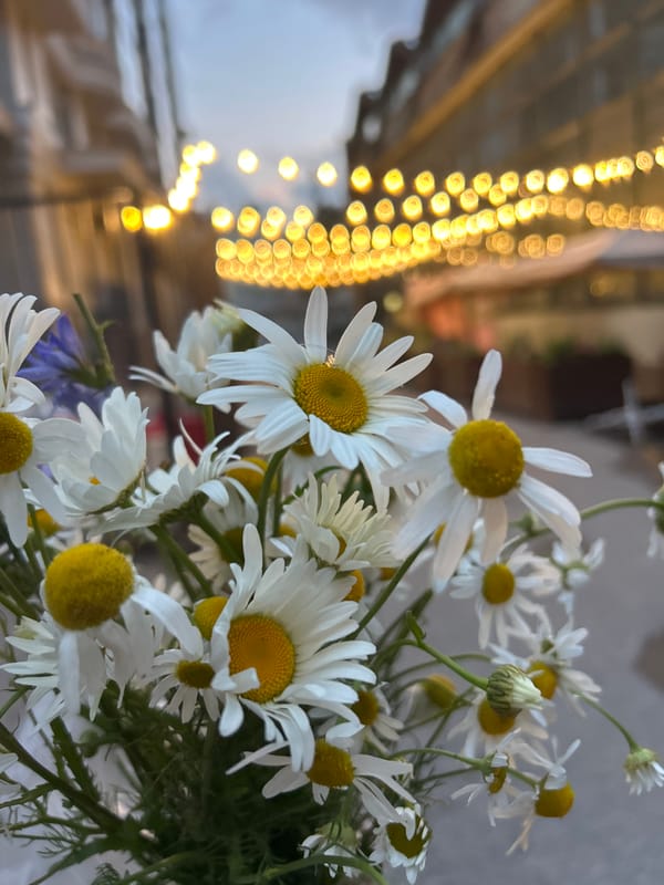 Rainy afternoon in a European city: streets, cars, and blooms