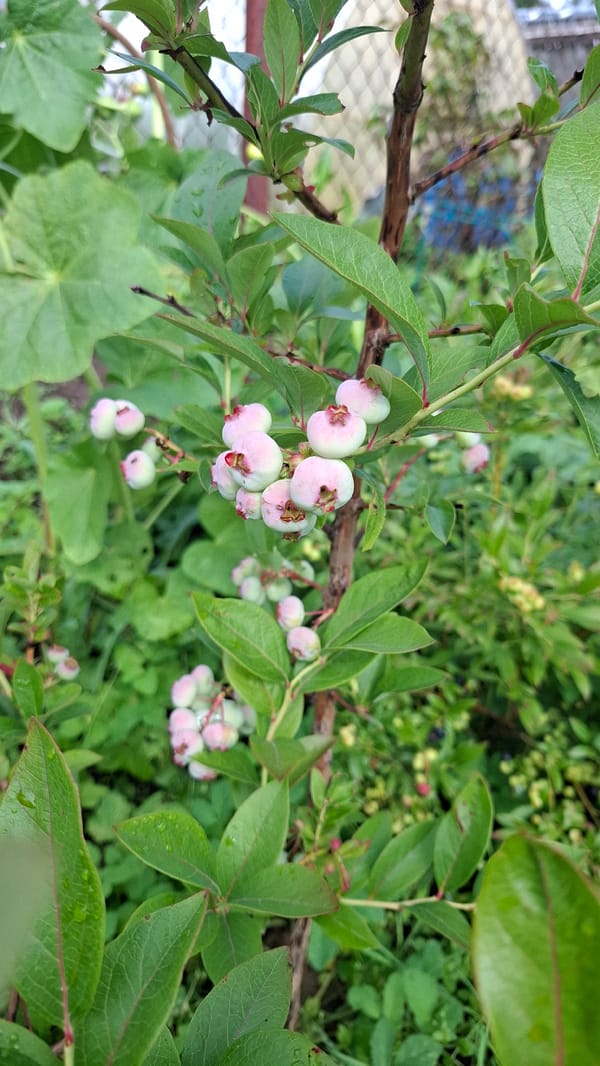 Dacha morning: garden harvest, blooms, and breakfast in Russia