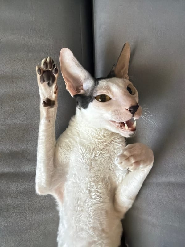 Cornish Rex and hairless cats hanging out indoors