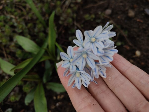 Spring blooms and pigeons observed near Tchaikovsky monument
