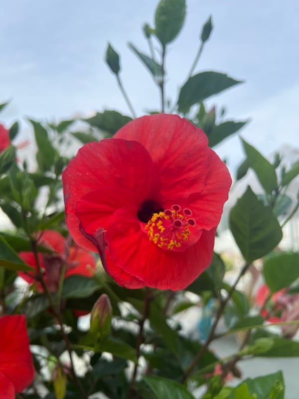 Resort afternoon in Alanya with pools, gardens, and relaxation