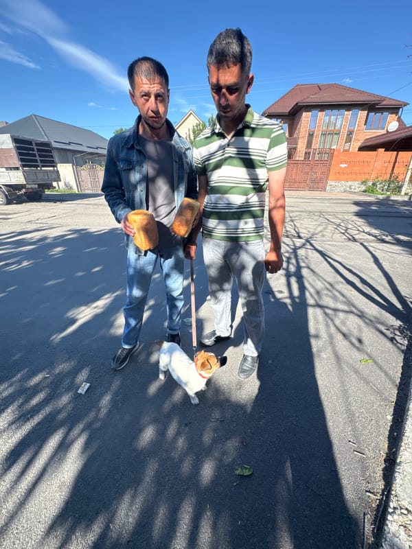 Two men struggle with reluctant Jack Russell during early morning walk