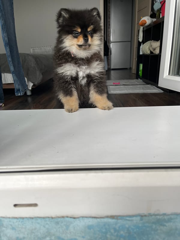 Pomeranian puppy's morning playtime captured in five household moments