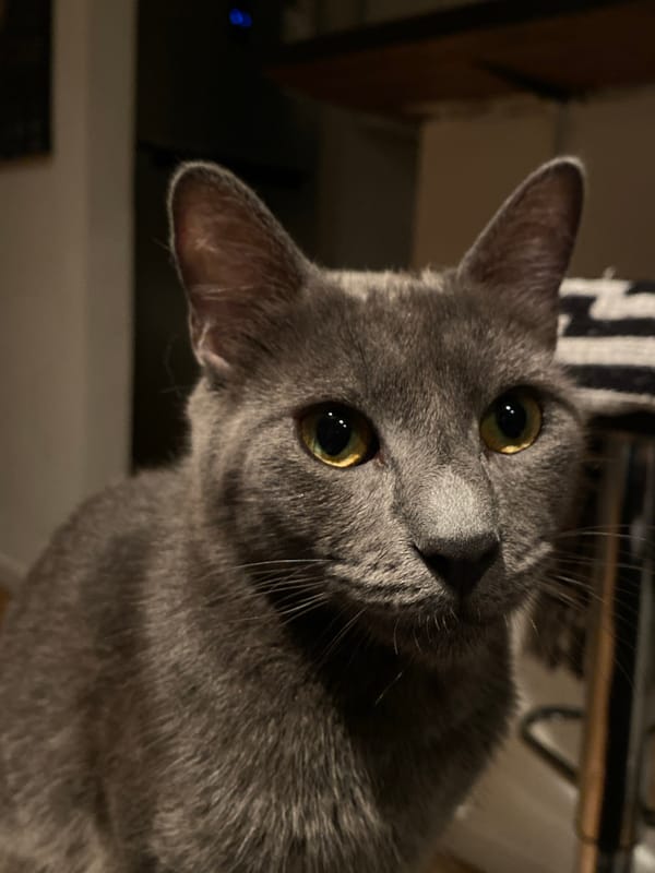 Gray cat photographed in close-up in Buenos Aires
