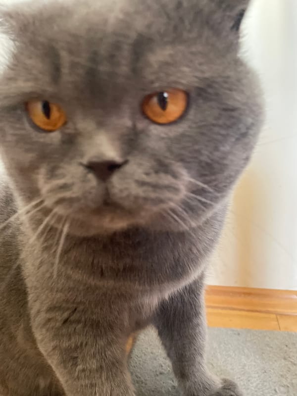 Gray Scottish Fold cat documented in 40-minute indoor play session