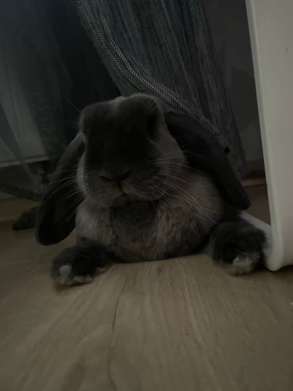 Pets documented during morning routine in Votkinsk household