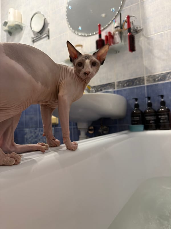 Sphynx cat on bathtub edge in Odesa bathroom