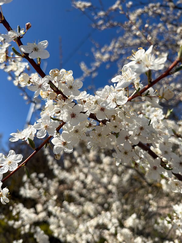 Spring blossoms observed in full bloom in Riga