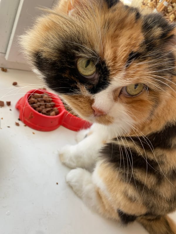 Lazy summer morning at home with pets, food, and everyday objects