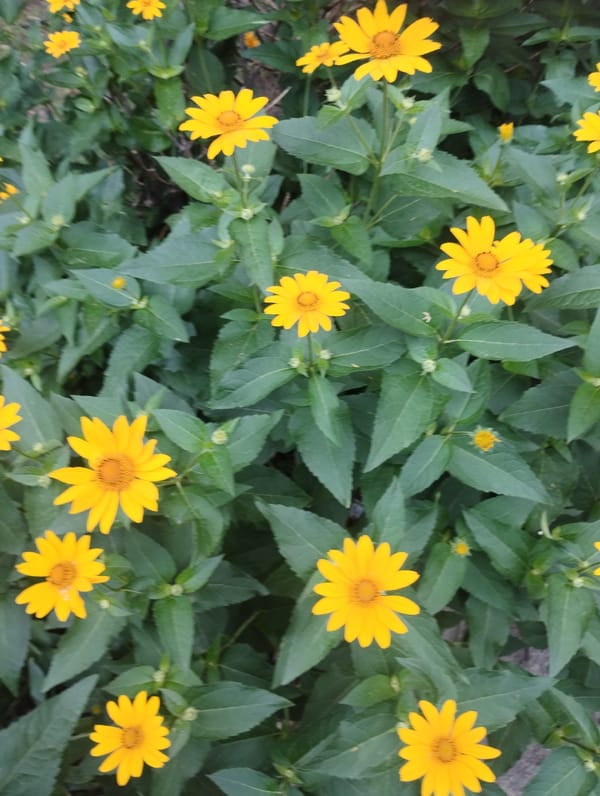 Sumy garden in peak summer bloom, late June morning