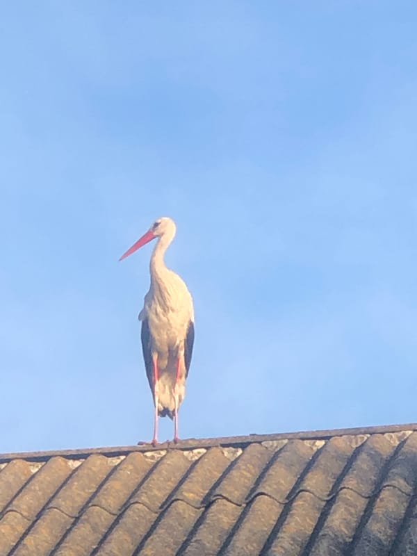 White stork perches and takes flight across rooftops