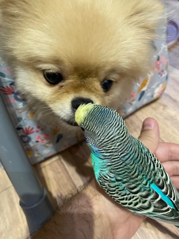 Budgies, a fluffy Pomeranian, and a warm evening sky