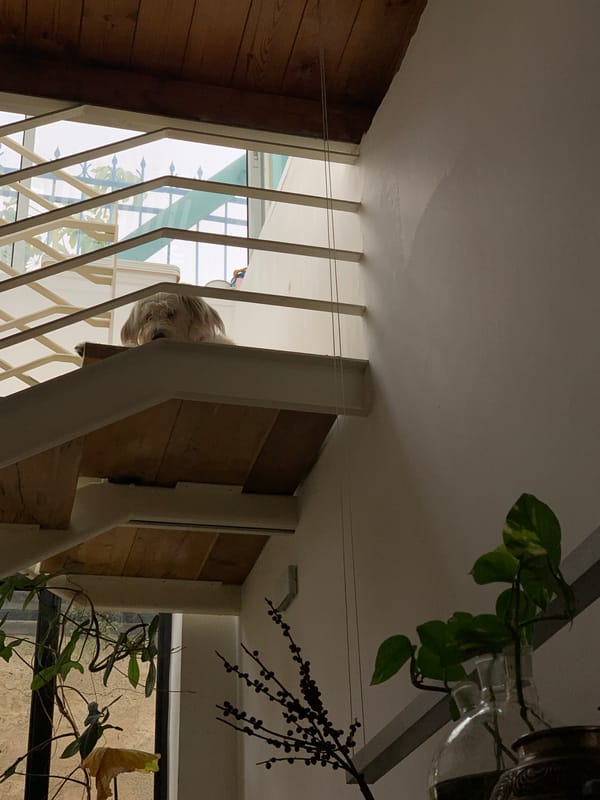 Dog owner documents morning moments across Tel Aviv neighborhoods