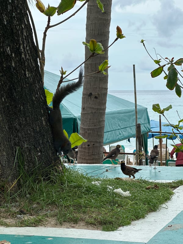 Wildlife and feeding moments at Karon Beach