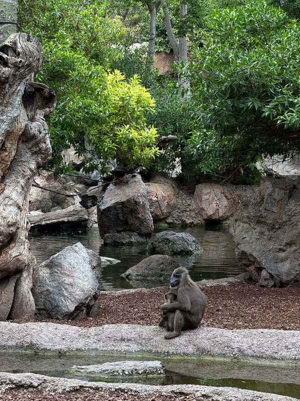 Zoo visitor documents diverse wildlife at Valencia Bioparc