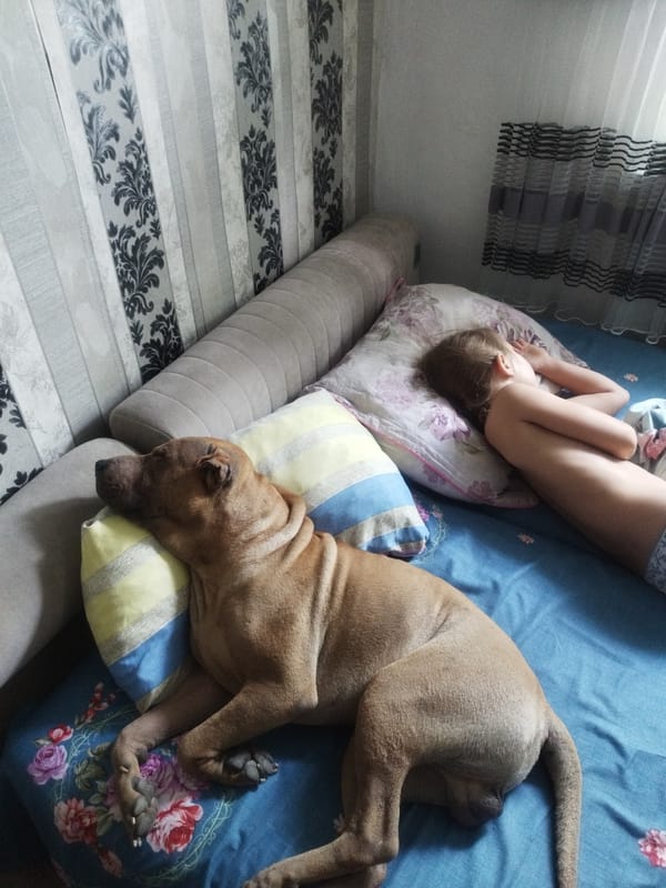 Dog napping on a bed, plus a rearview mirror moment in Shymkent