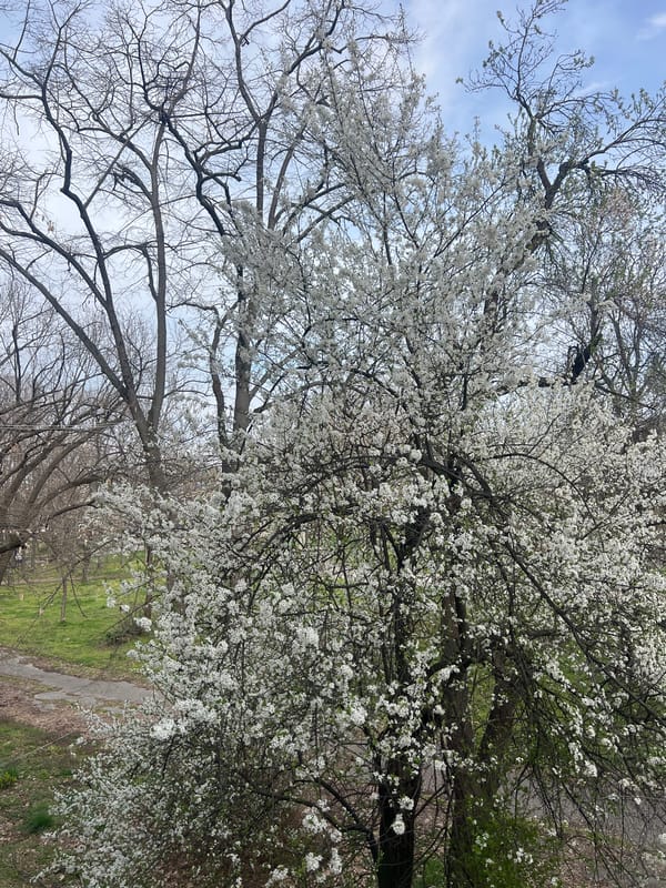 Spring blossoms emerge in Sofia park amid overcast skies