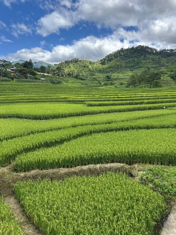 Tourists photograph morning visit to Tram Tau rice terraces
