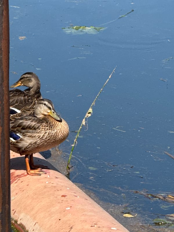 Mallard ducks resting on a riverside pipe in Slonim, Belarus
