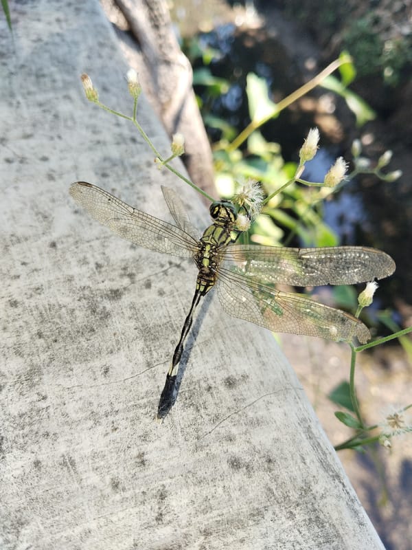 Dragonflies and train spotted in rural Duyungan, Indonesia morning