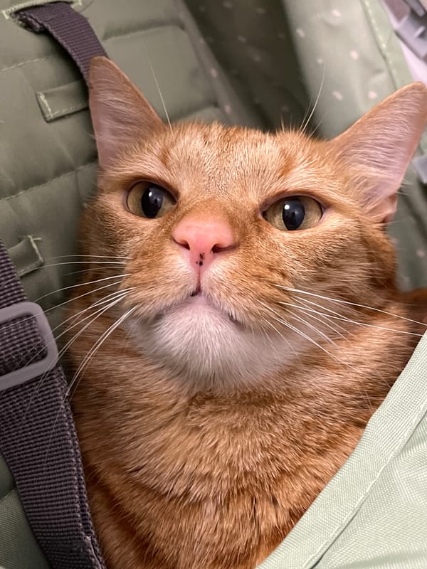Child interacts with orange tabby cat in carrier