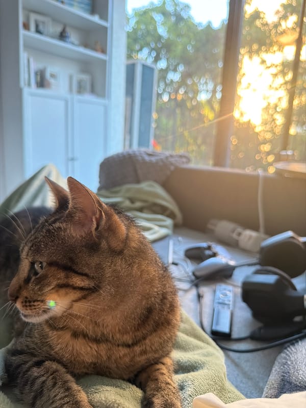 Tabby cat on a green blanket, Bat Yam