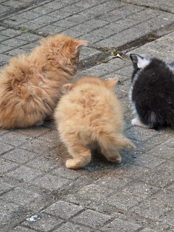 Afternoon kitten photography session captured in Bulgarian village garden