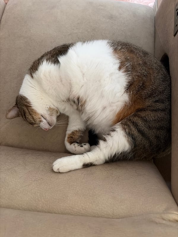 Cat naps and lounges around the house on a Tuesday afternoon