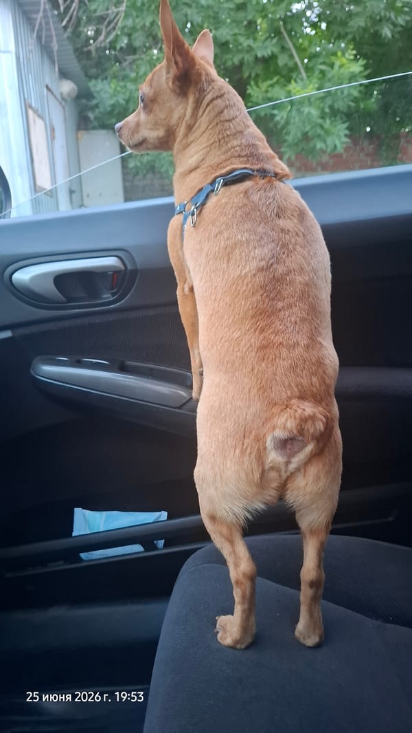 Tan dog leans out a car window in Rostov-on-Don