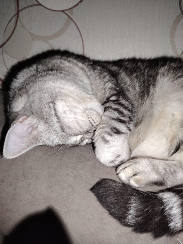 Domestic cats observed resting and grooming during afternoon hours