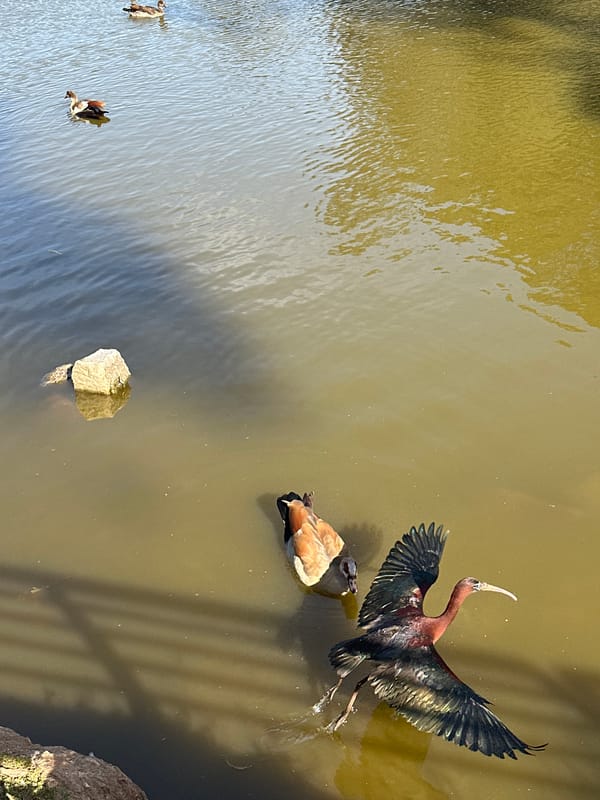 Ducks and pigeons gather at sunny Ramat Gan lakeside park