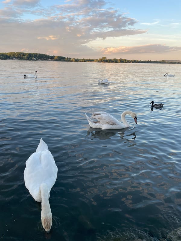 Sunset swan watching along Zemun's Danube waterfront
