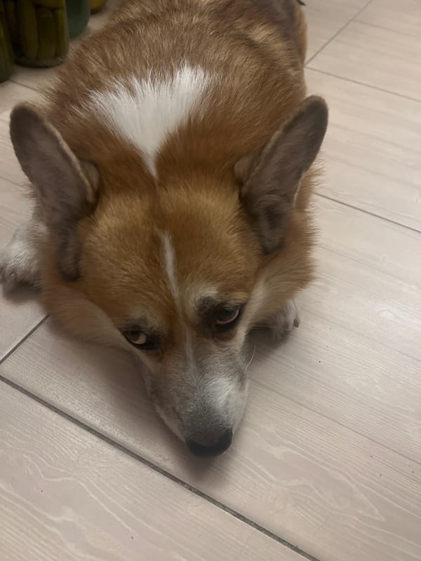 Corgi fully committed to doing nothing on the floor