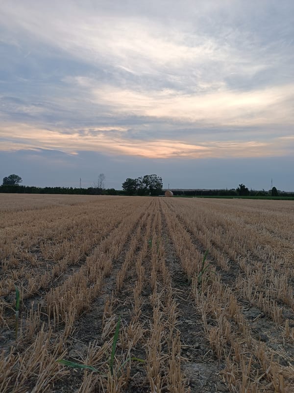 Dusk in Viadana: hay bales, country roads, and cats