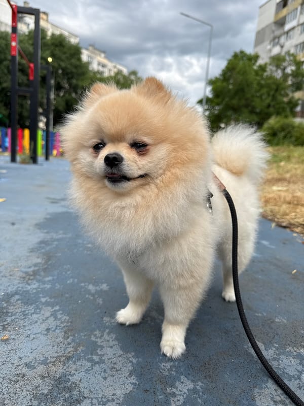 Pomeranian on a leash pauses on Varna's blue-grey pavement