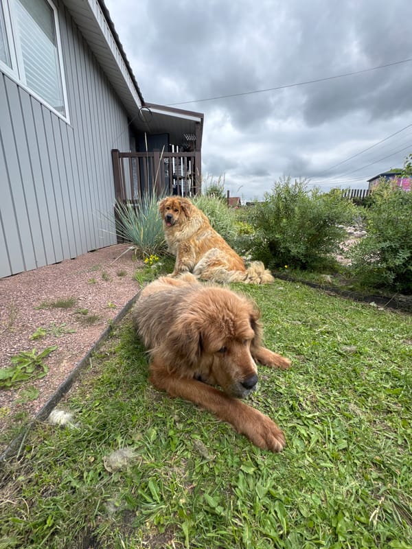 Dogs and cats at ease in a Kempelevo yard