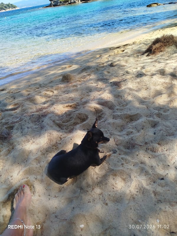 Beach morning in Sithonia: pine shade, turquoise water, and a black dog