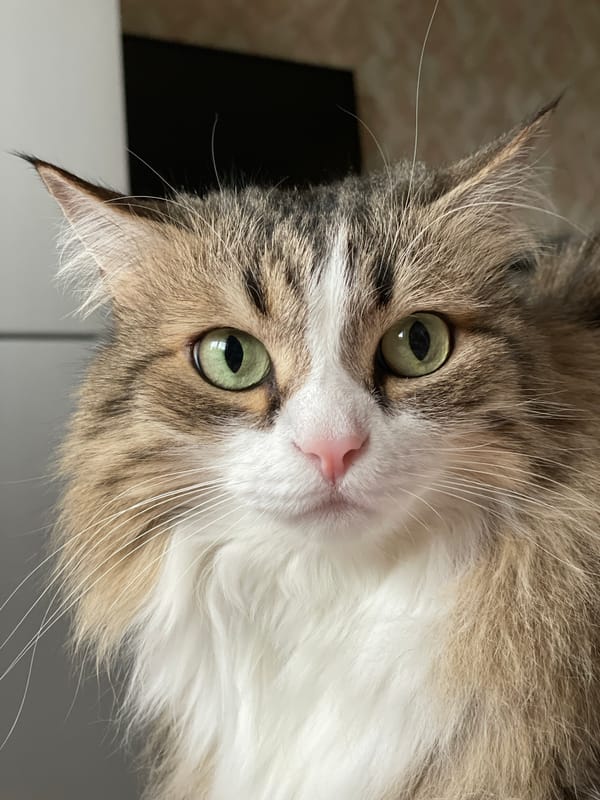 Cat portrait captured in Izhevsk, Russia