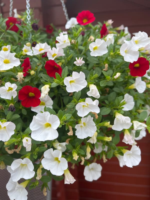 Flower baskets and rural scenery on a cloudy day in Neustadt