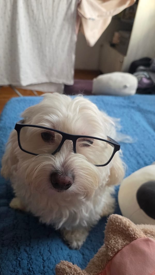 Small white dog photographed with glasses, hat in Bulgaria