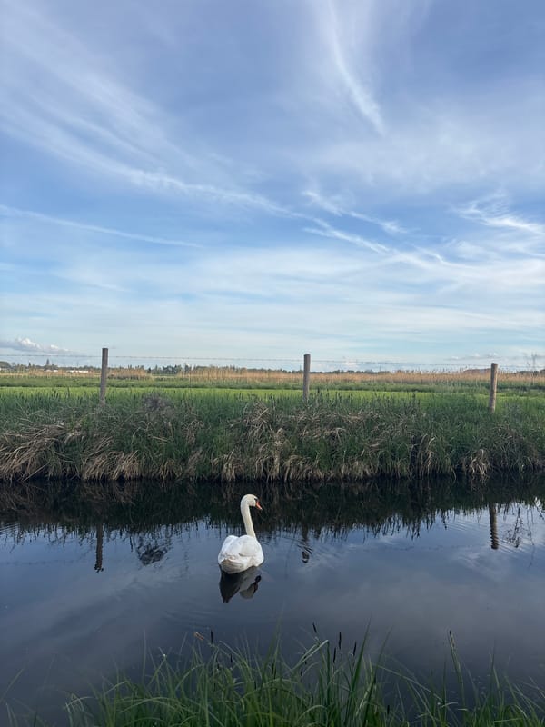 Swans and heron spotted during evening walk along Bazel canal