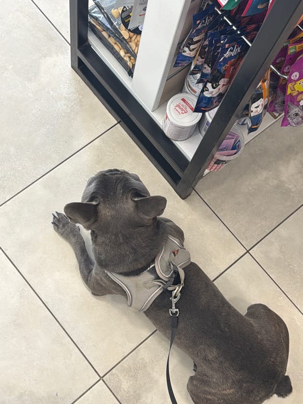 French Bulldog day out: pet store, vet, and Ruse streets