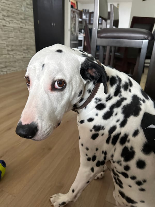 Dalmatian plays with toys in Puebla home